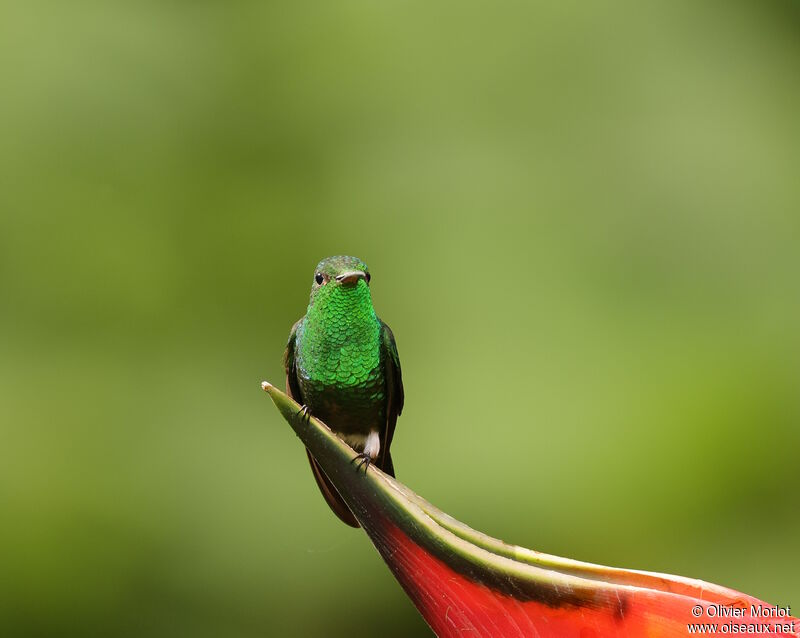 Steely-vented Hummingbird