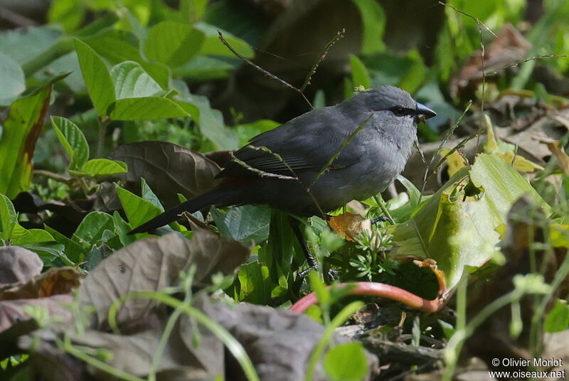 Grey Waxbill