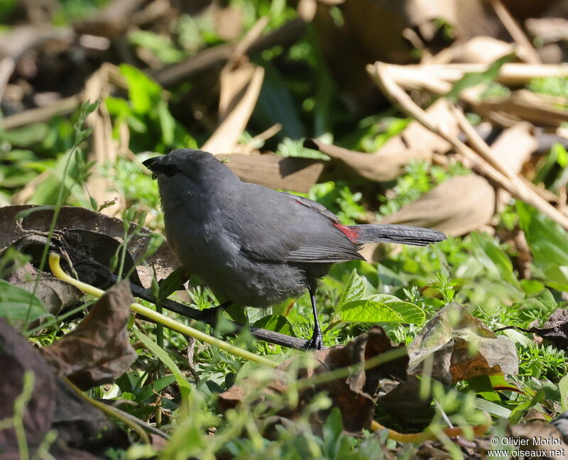 Grey Waxbill