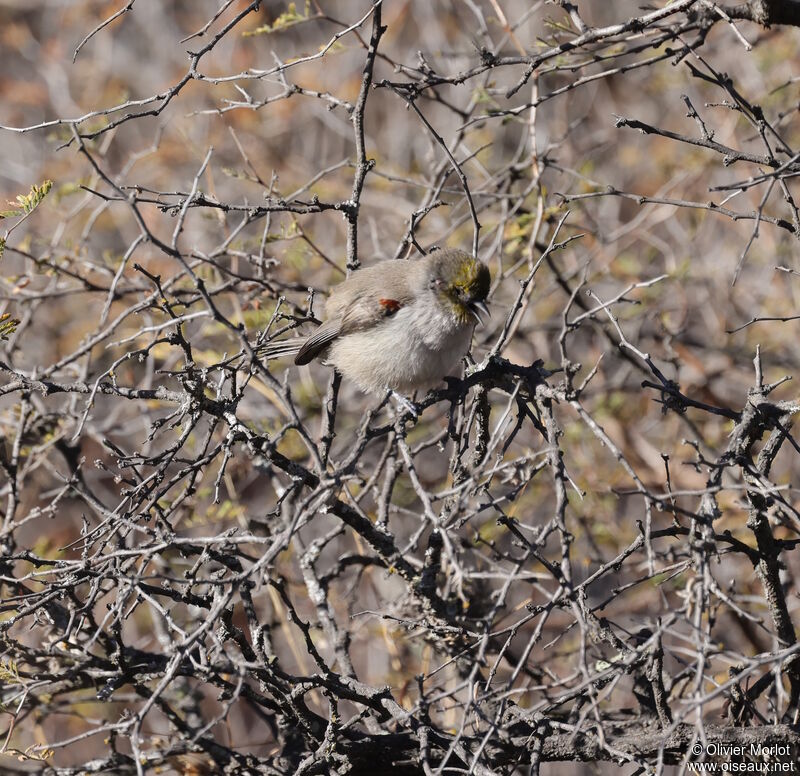 Auripare verdin