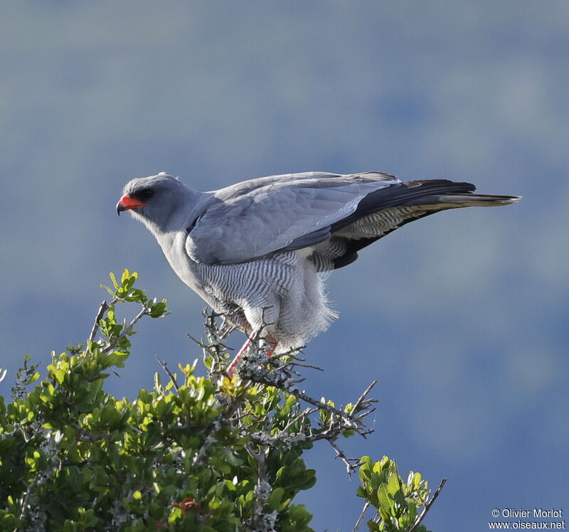 Pale Chanting Goshawk