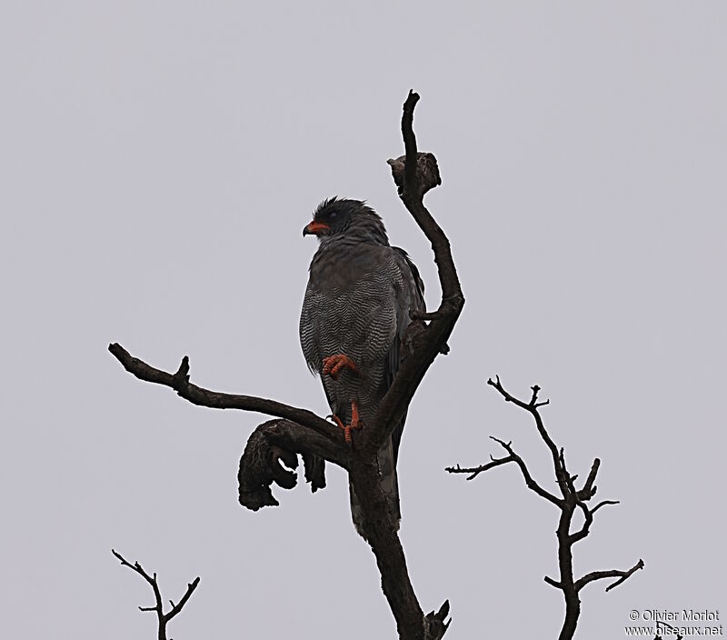 Dark Chanting Goshawk