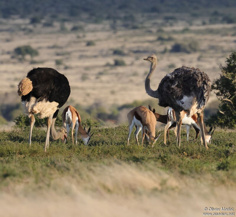 Common Ostrich