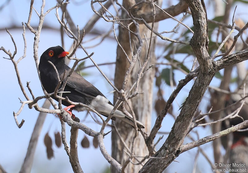 Retz's Helmetshrike