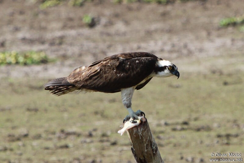 Osprey