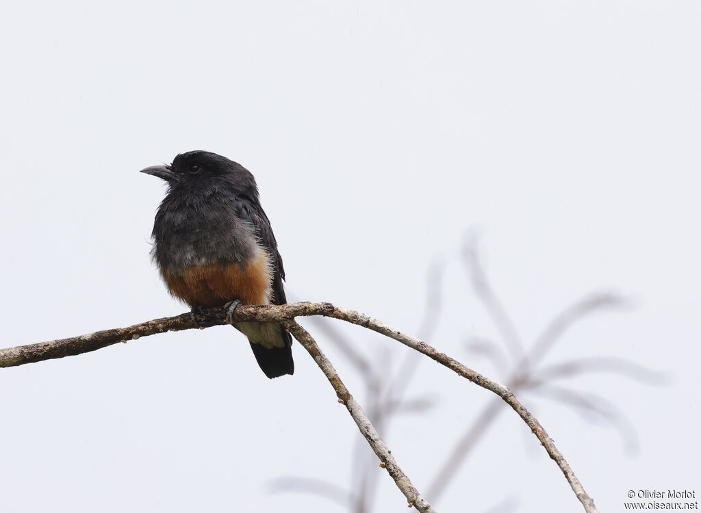 Swallow-winged Puffbird
