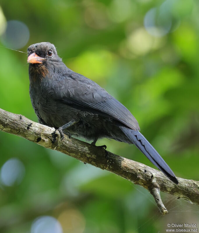 Black-fronted Nunbird