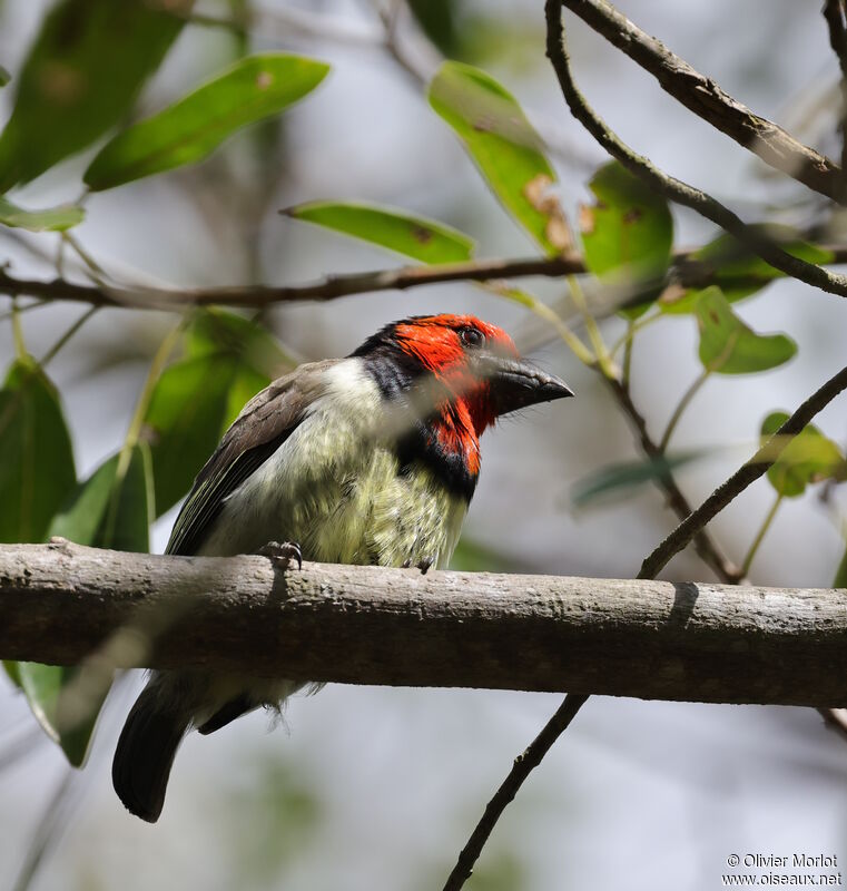 Black-collared Barbet