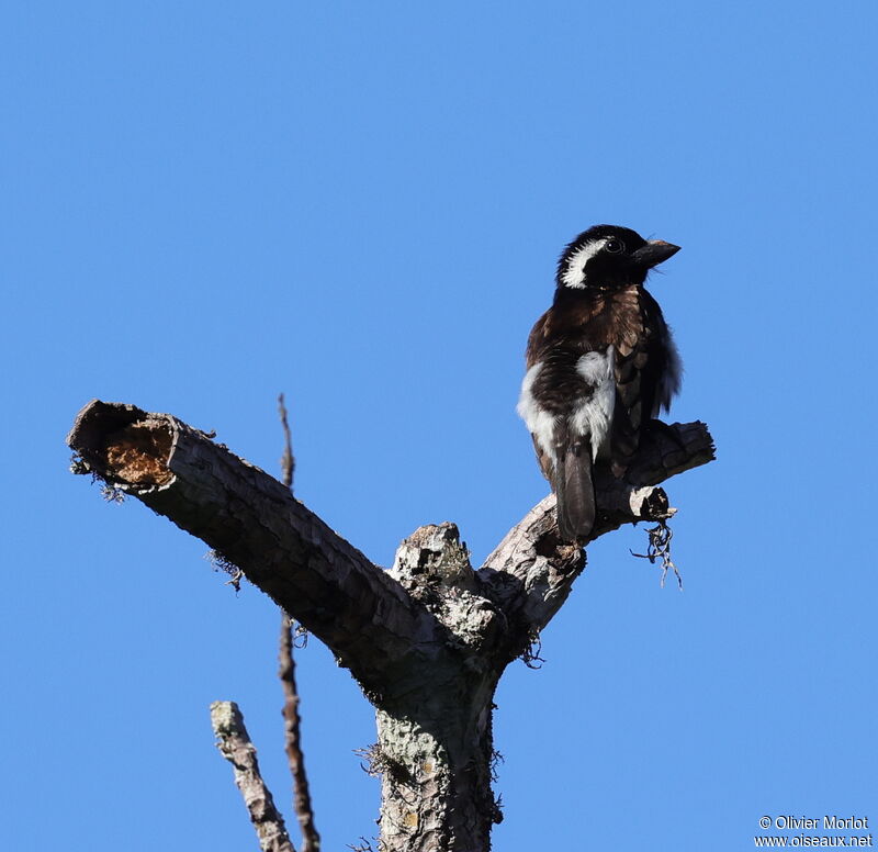 White-eared Barbet