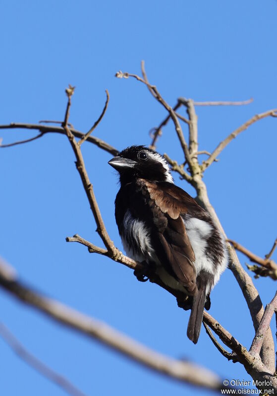 White-eared Barbet