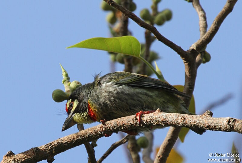 Coppersmith Barbet