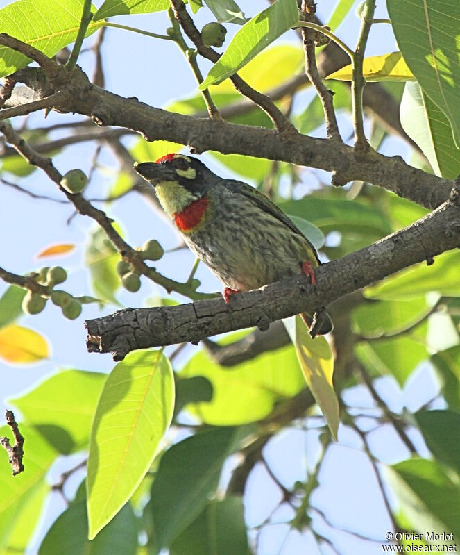 Coppersmith Barbet