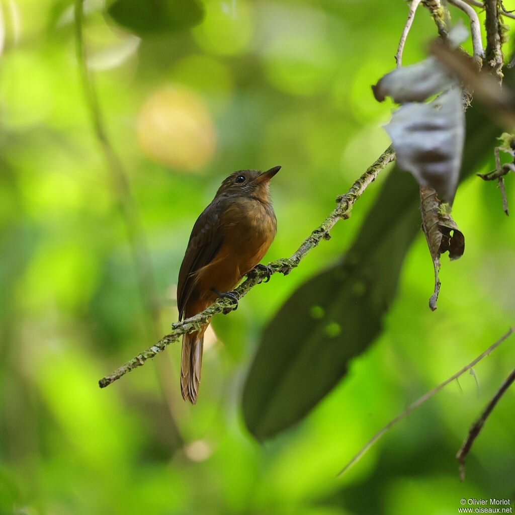 Cinereous Antshrike