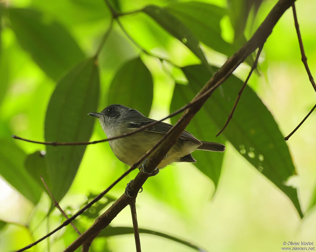 Batara gorgeret mâle