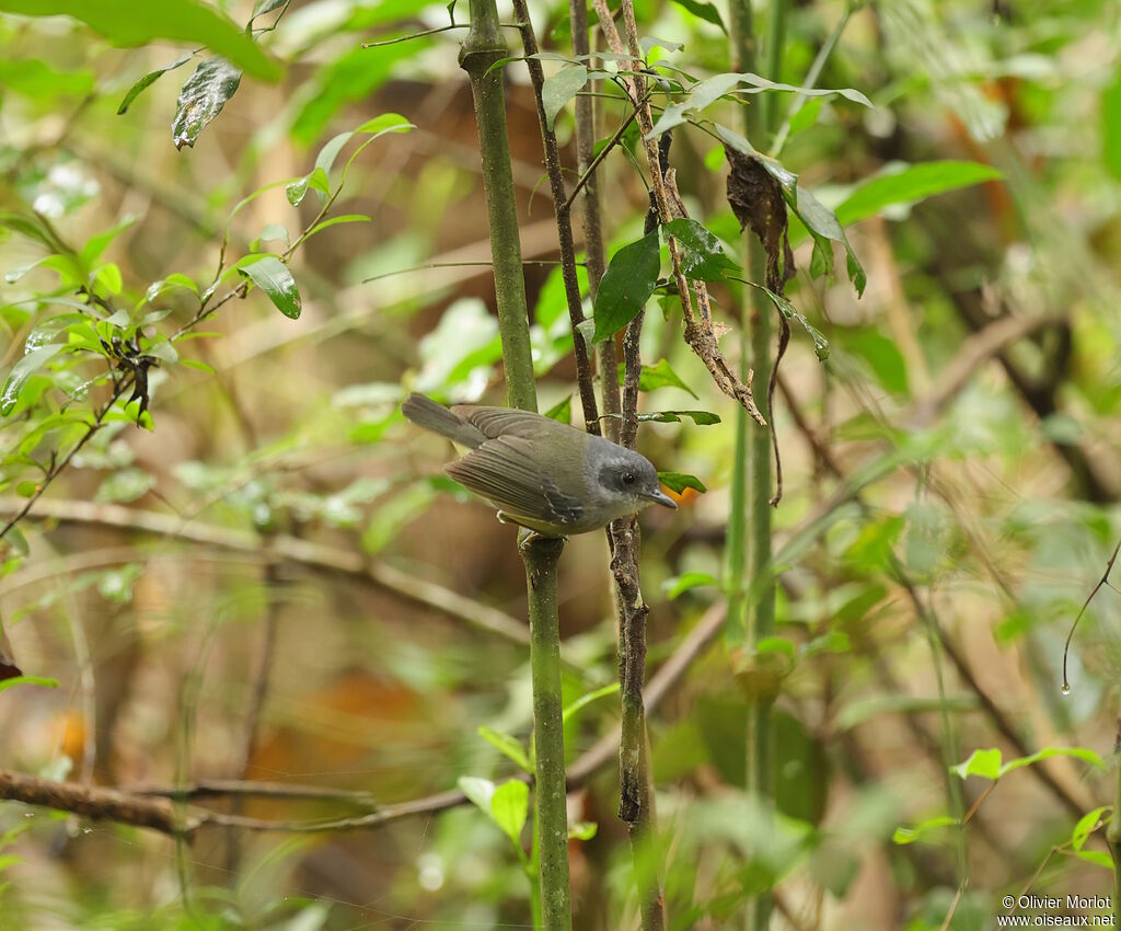 Batara gorgeret