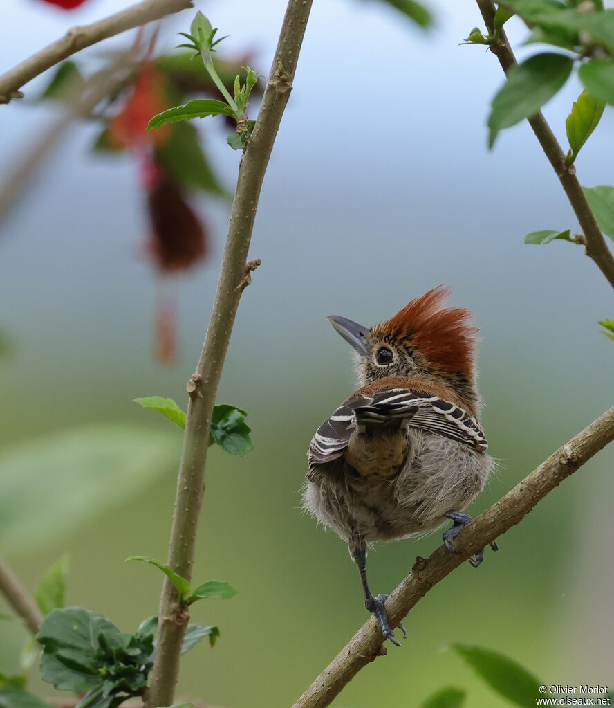 Batara huppé femelle