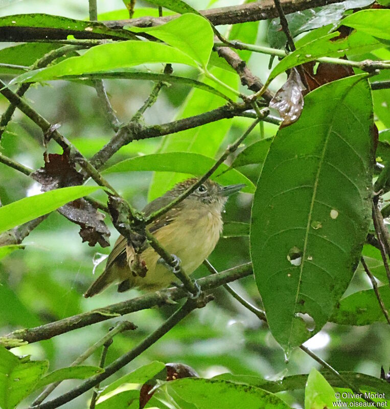 Batara ponctué femelle