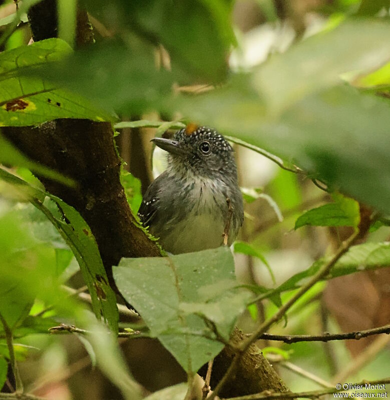 Batara ponctué mâle