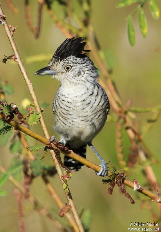 Barred Antshrike