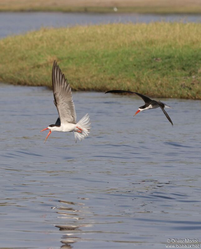 African Skimmer