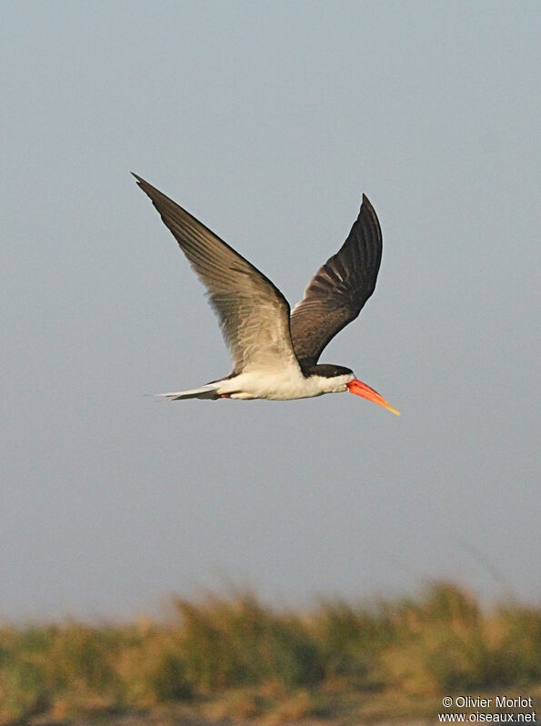 African Skimmer