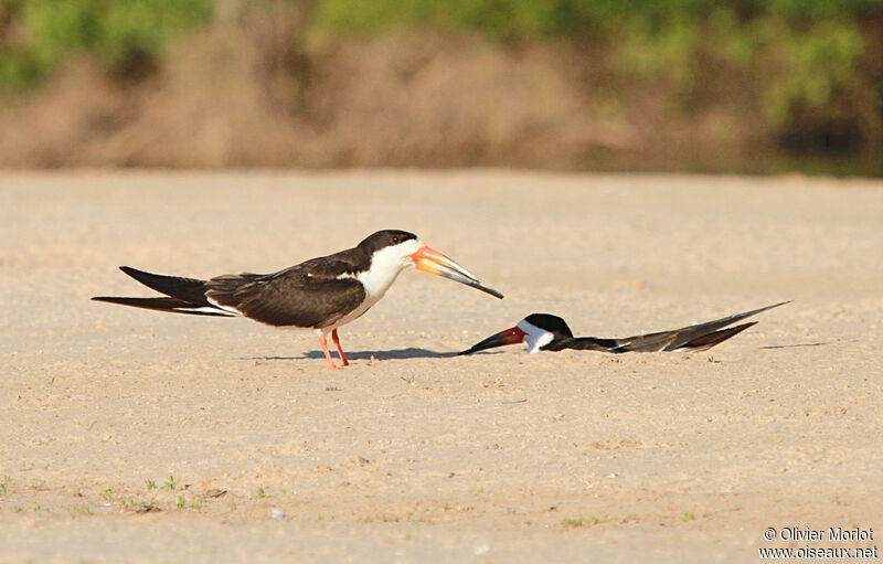 Black Skimmer