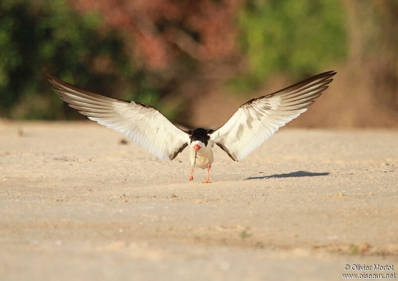 Black Skimmer