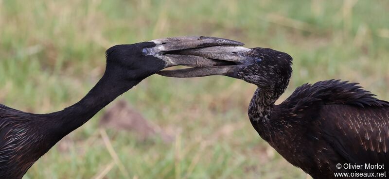 African Openbill