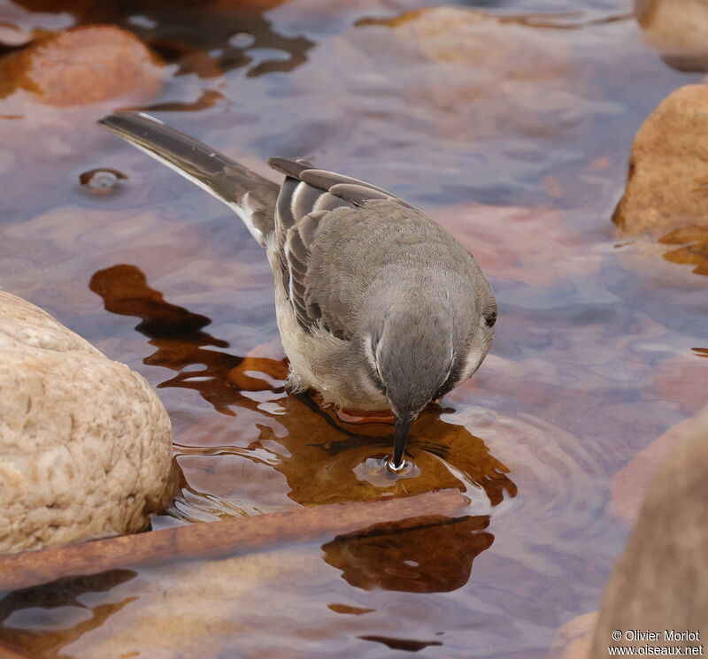 Cape Wagtail