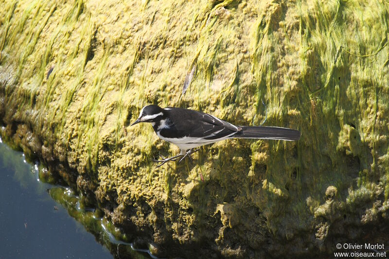 African Pied Wagtail