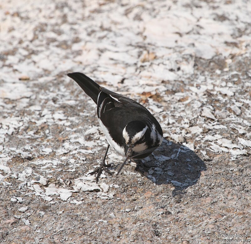 African Pied Wagtail