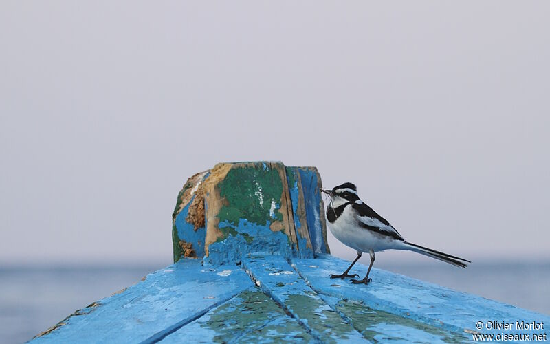 African Pied Wagtail