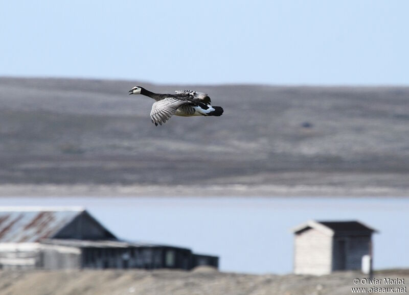 Barnacle Goose