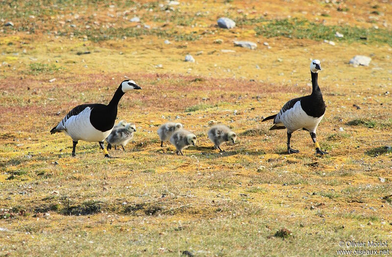 Barnacle Goose