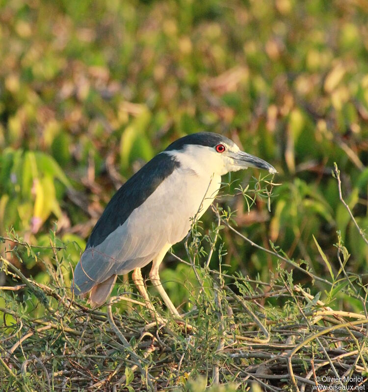 Black-crowned Night Heron