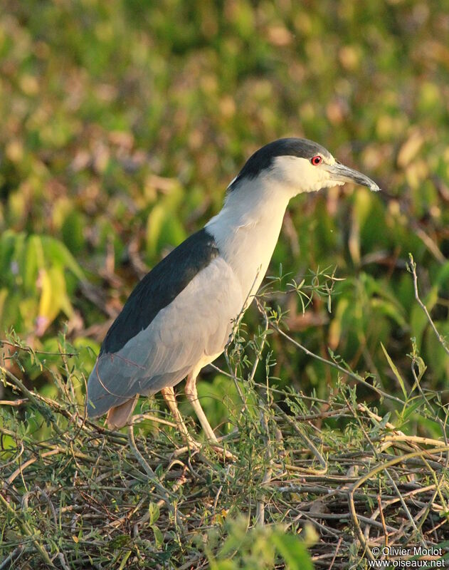 Black-crowned Night Heron