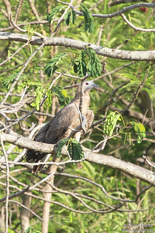 Crested Honey Buzzard