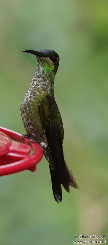 Violet-fronted Brilliant