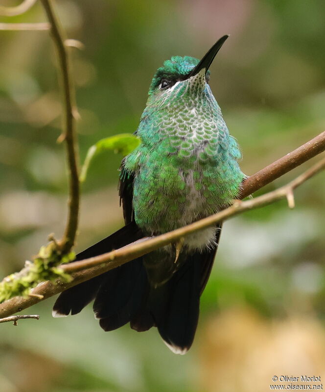 Green-crowned Brilliant female