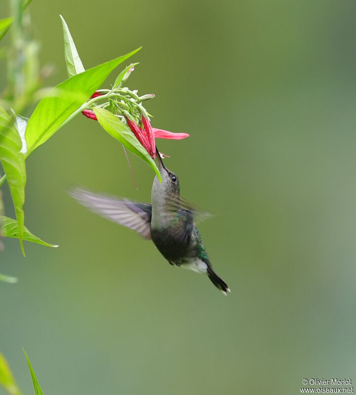 Green-crowned Brilliant