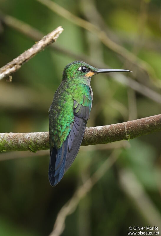 Green-crowned Brilliant