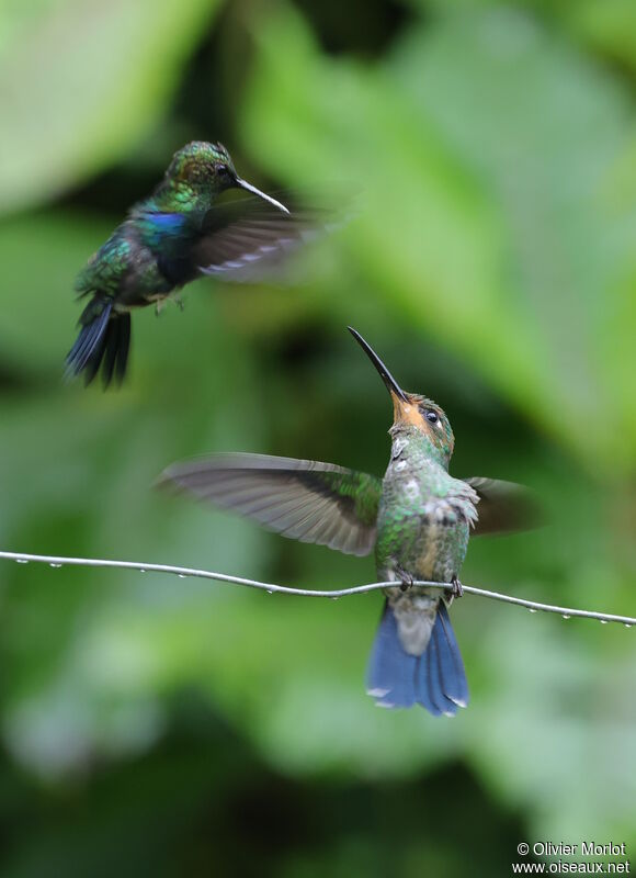 Green-crowned Brilliant male immature