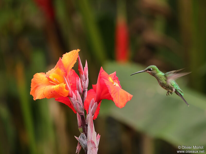 Green-crowned Brilliant female