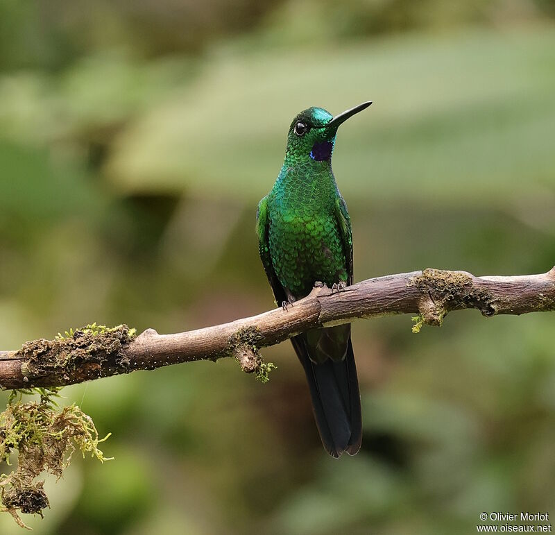 Green-crowned Brilliant male