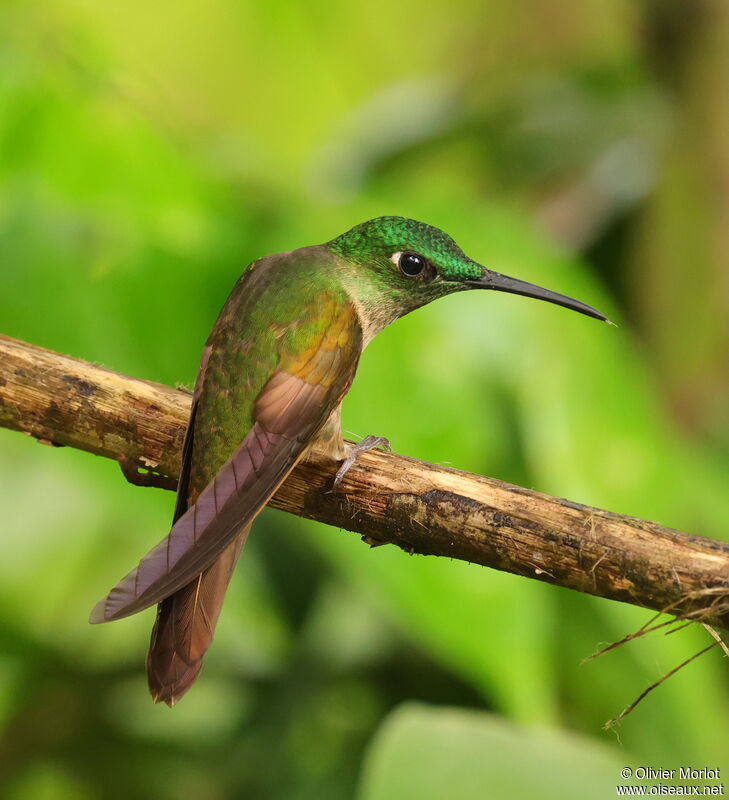 Fawn-breasted Brilliant