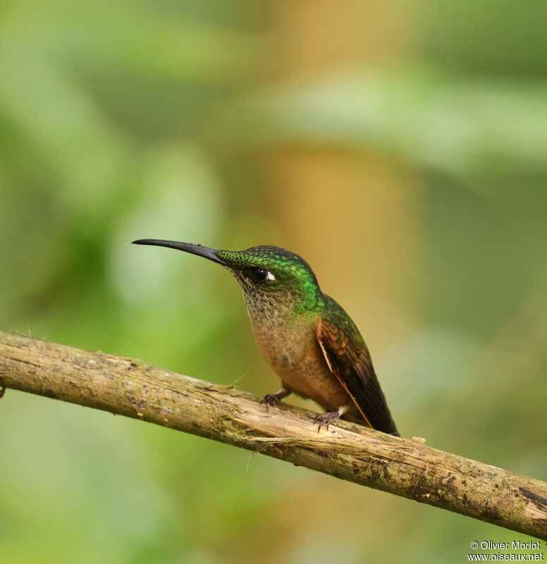 Fawn-breasted Brilliant