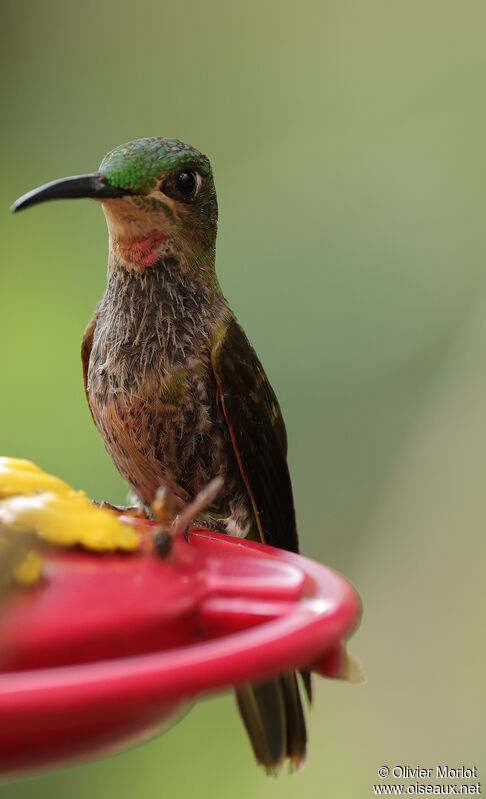 Fawn-breasted Brilliant male