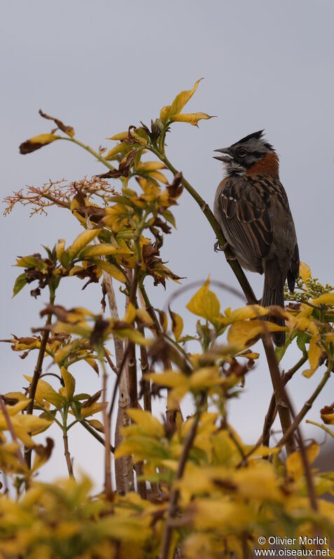 Rufous-collared Sparrow