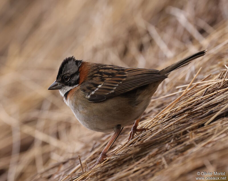 Rufous-collared Sparrow