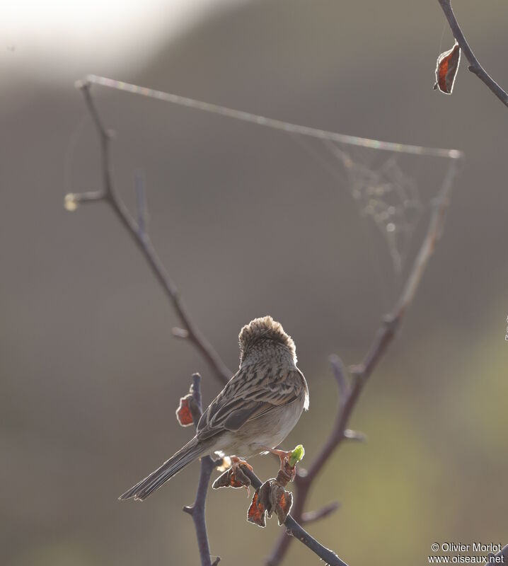 Brewer's Sparrow